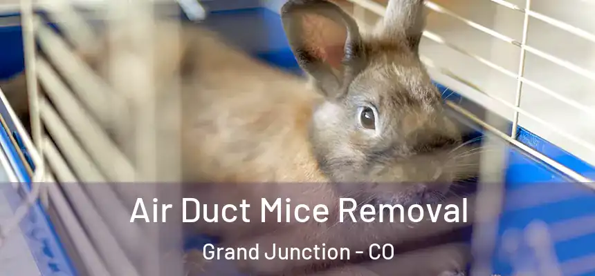  Air Duct Mice Removal Grand Junction - CO