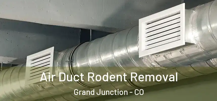  Air Duct Rodent Removal Grand Junction - CO