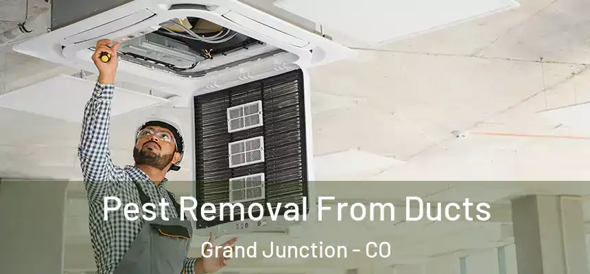 Pest Removal From Ducts Grand Junction - CO